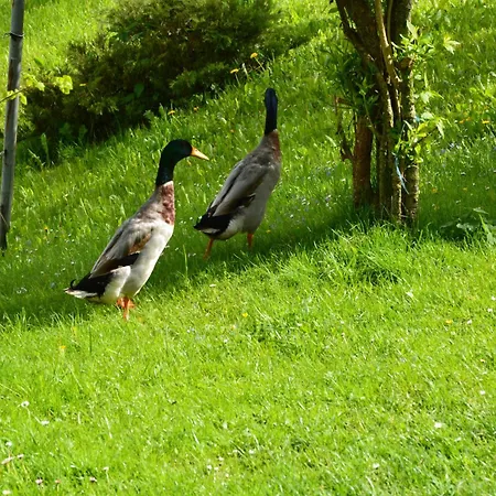 House Under The Maple Tree