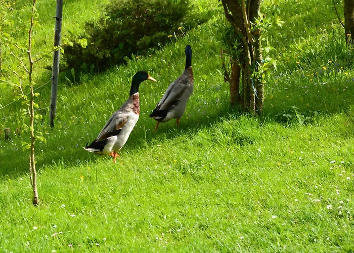 House Under The Maple Tree